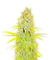 Candy Kush Fast Version Seeds (EGS)