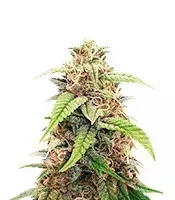 Graines de cannabis Cindy Haze regular (Brothers Grimm Seeds)