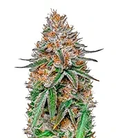Highcloudz Seeds