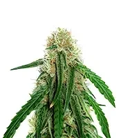 Mango Bubble Cloud feminized seeds