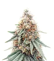 Northern Lights Seeds (Herbies Seeds)