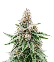 Papaya Frosting Seeds