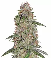 Pineapple Express feminized seeds (Barney's Farm)