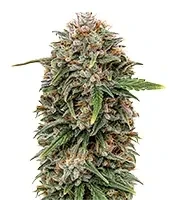 SkullRyder Seeds