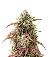 West Coast OG x Gelato 41 Auto Seeds