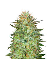 Auto Sweet Critical (00 Seeds) Cannabis-Samen