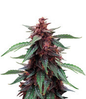 Narco Purps Auto feminized seeds