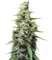 Panama Haze feminized seeds