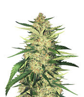 Critical Orange Punch Seeds For Sale
