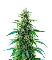 Acapulco Gold Auto Seeds