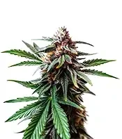 Cap Junky Seeds