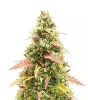 GG#4 Original Glue Auto feminisierte Samen (Fast Buds)