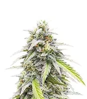 Sementes Feminizadas de Lemon Cherry Gelato Auto R3 (Ethos Genetics)