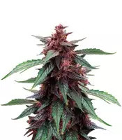 Graines de cannabis Narco Purps Auto (Cream of the Crop Seeds)