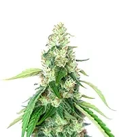 Steve’s Alien OG Seeds