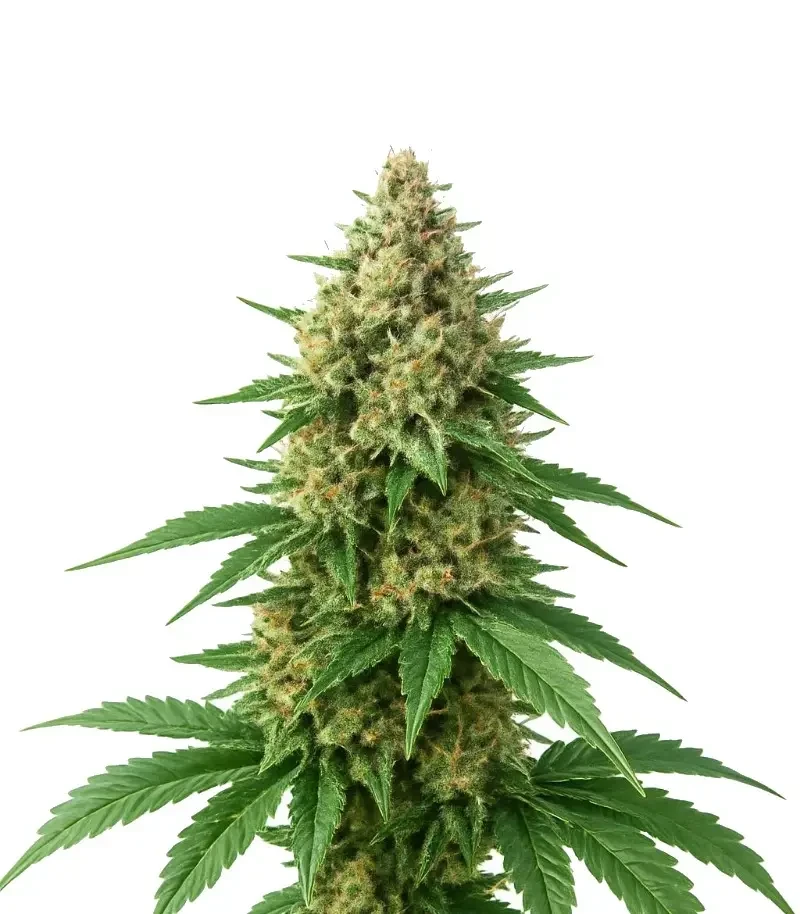 Trippy Pebbles Seeds (Big Head Seeds)