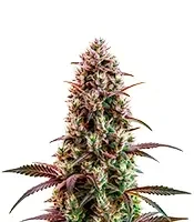Wifi OG Seeds