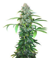 Graines de cannabis Ese T. Bilbo Auto (Genehtik Seeds)