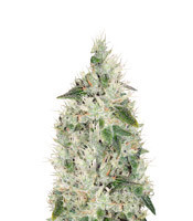 Graines de cannabis Hash Plant regular (Sensi Seeds)