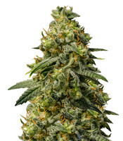 Rosetta Stone Regular seeds