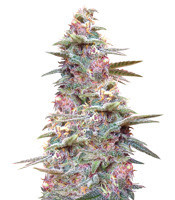 Snow Moon feminized seeds