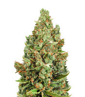 Graines de cannabis Supercheese Express Auto (Positronics Seeds)