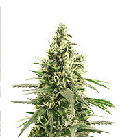 Golden Haze feminized seeds