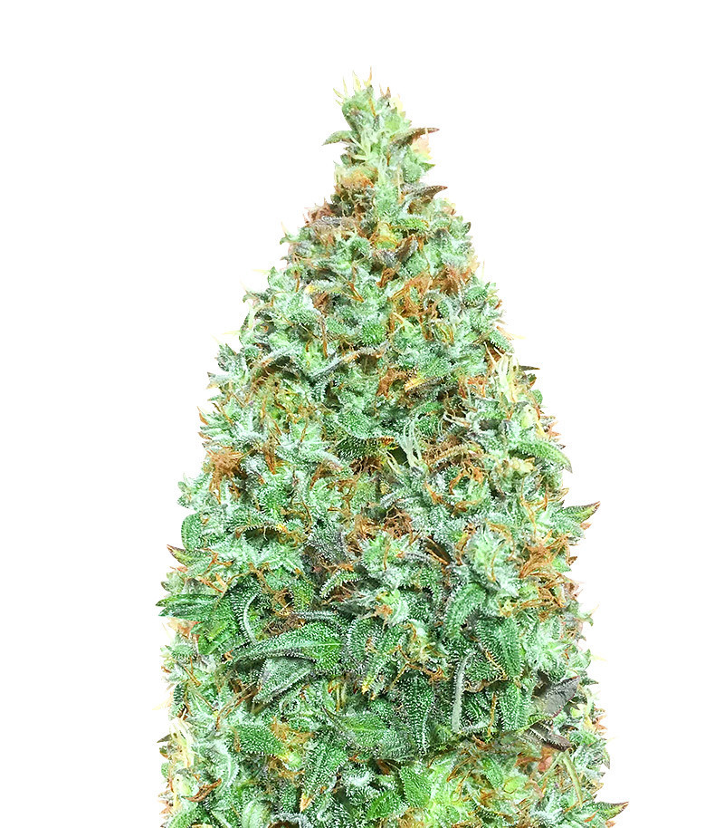 Northern Lights Feminized Seeds (Herbies Seeds USA)