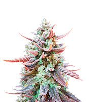 Graines de cannabis Original Glue (Nirvana Seeds)