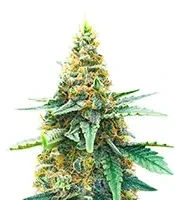 AFS Princess Seeds (AlphaFem Seeds)