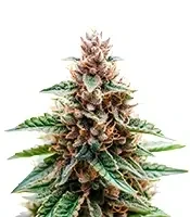 CBD 3D regular seeds