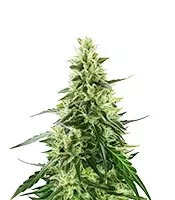 Dos Si Dos Auto Seeds