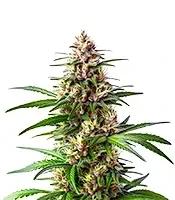 Extraction Ooze Seeds