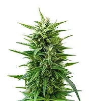 GMO Auto Seeds