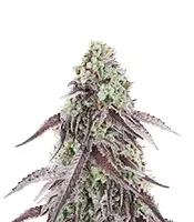 Granny Candy Feminized Seeds (Humboldt Seed Company)