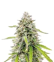 Humboldt Headband Autoflower feminisierte Samen (Humboldt Seed Company)