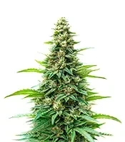 Kyle’s Skywalker OG Seeds