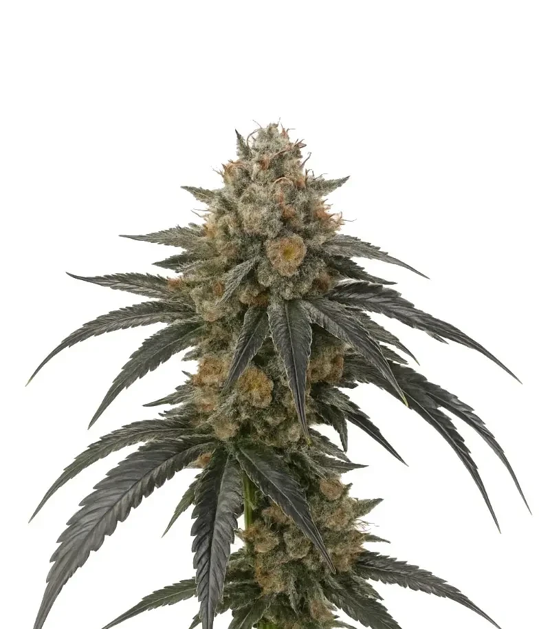 Sementes Feminizadas de Mango Frost Auto (Fast Buds)