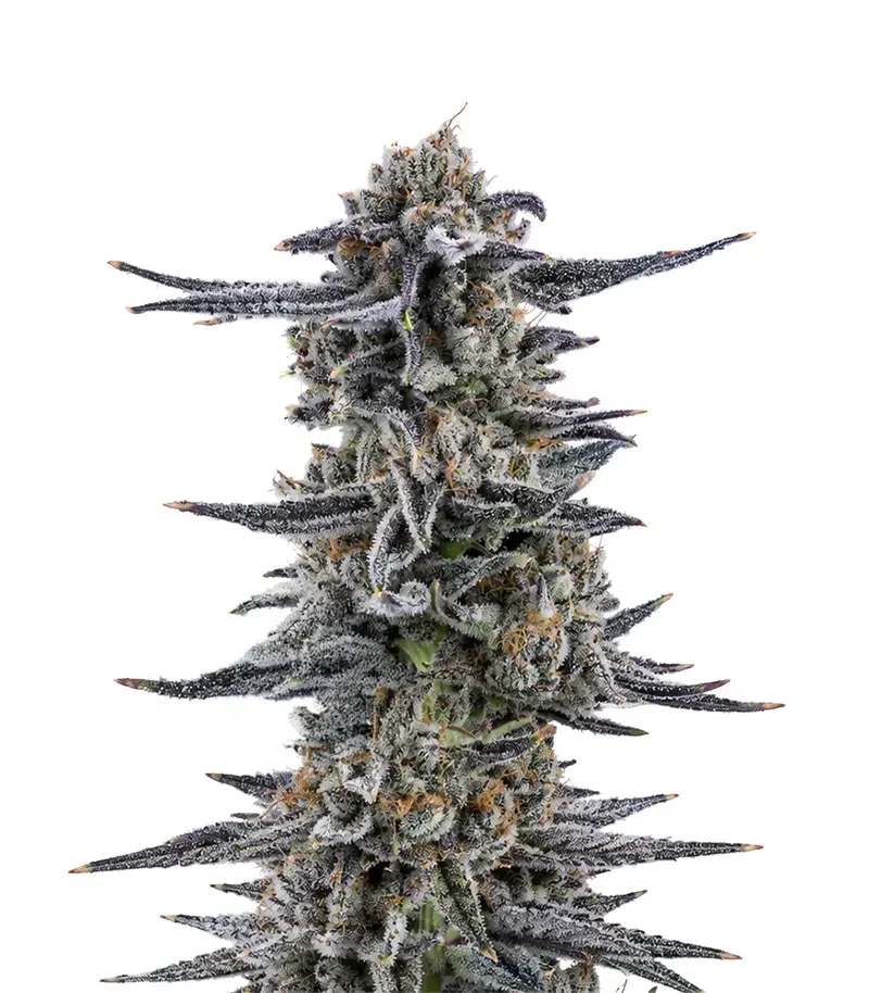 RS11 Seeds (Barney's Farm)