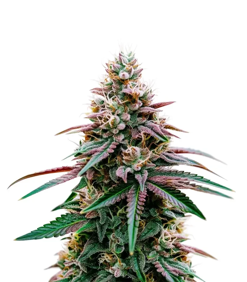 Super Boof Seeds (Royal Queen Seeds)