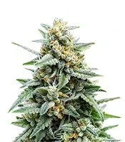 Tropicana Cookies Auto Seeds