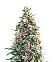 Tropicana Cookies Purple Seeds