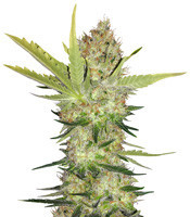 Semillas feminizadas Cheese (Big Buddha Seeds)