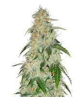 Critical Mass regular seeds (Mr. Nice Seedbank)