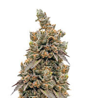 Crystal Gelato (Big Head Seeds) Cannabis-Samen