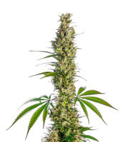Graines de cannabis Eagle Bill regular (Sensi Seeds)
