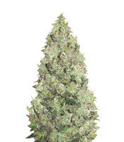 Flying Dragon feminized seeds