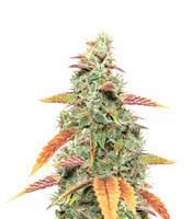 Goxuak Auto (Genehtik Seeds)