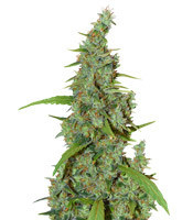 Neville's Haze Mango Regular (Mr. Nice Seedbank) Cannabis-Samen