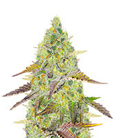 Grand Daddy Purple Fast Version Feminized Seeds (EGS)